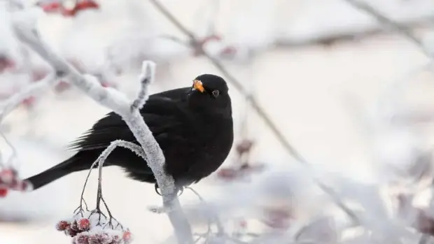 I Giorni della Merla cadono dal 29 al 31 gennaio