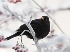 I Giorni della Merla cadono dal 29 al 31 gennaio