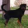 Un rottweiler