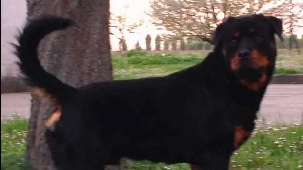 Un rottweiler