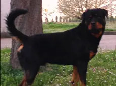 Un rottweiler