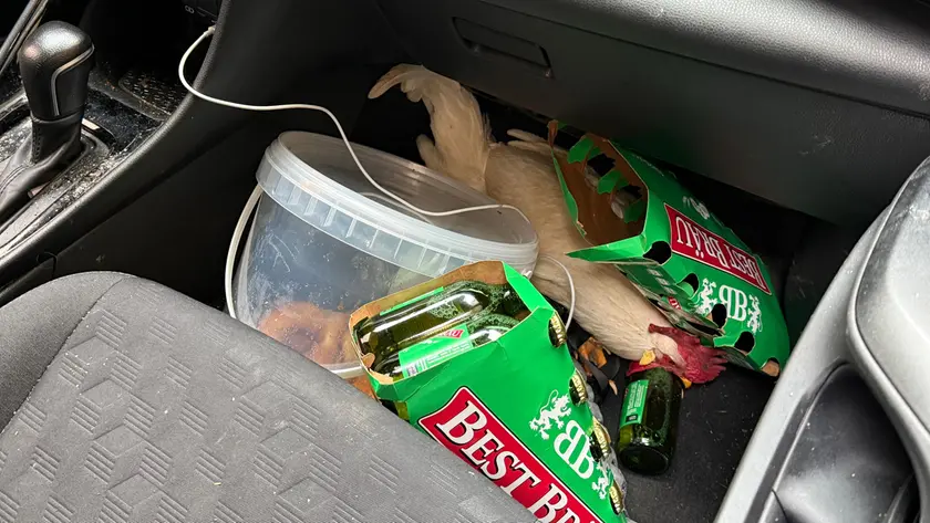 Birre e una gallina viva dentro all'auto