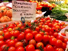 Dalla Puglia ad Abano per produrre pomodorini