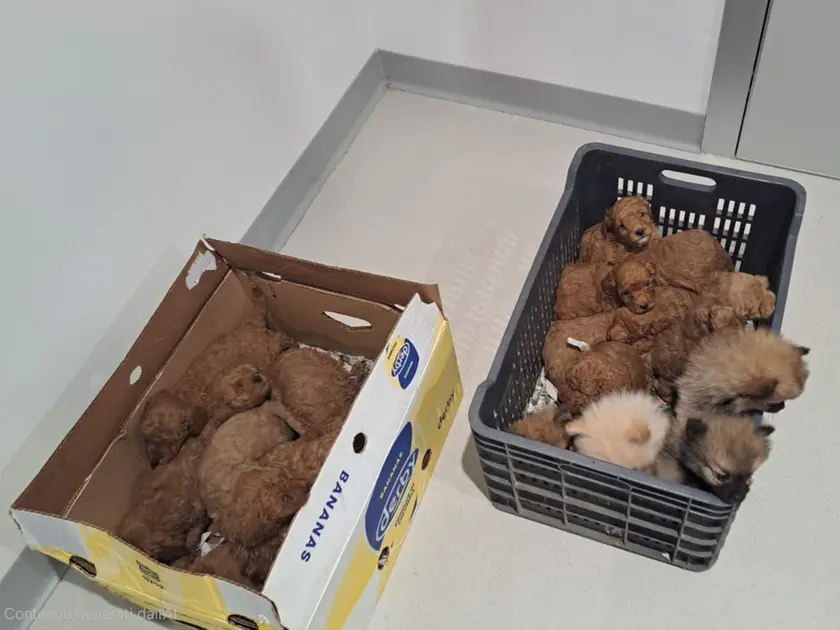 I cuccioli di barboncino e di volpino salvati in A4