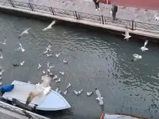 La "battaglia" sul Rio Marin