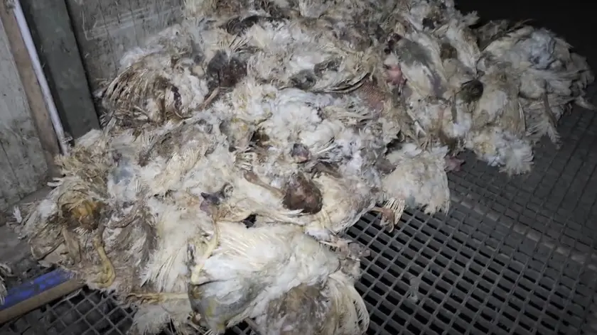 Inchiesta Report sull’azienda Menesello