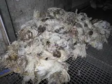 Inchiesta Report sull’azienda Menesello