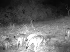 L’immagine diffusa dal Parco Colli per denunciare l’incremento di lupi nel territorio degli Euganei