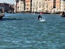 Il delfino Mimmo ha preso casa nella laguna di Venezia
