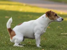 Trapianto di microbiota fecale per il benessere intestinale di cani e gatti