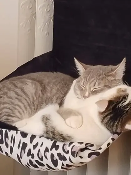 Muore l’anziano, restano soli i suoi animali: la nuova emergenza che nessuno vede