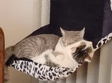 Muore l’anziano, restano soli i suoi animali: la nuova emergenza che nessuno vede