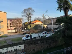 Gli alberi abbattuti in via Ognissanti a Padova
