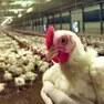 Un allevamento di galline, il virus dell’aviaria è sorvegliato speciale