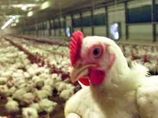 Un allevamento di galline, il virus dell’aviaria è sorvegliato speciale