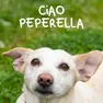 Peperella, la cagnolina morta al canile di Rubano. Ora la sorella cerca casa