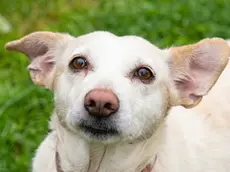 Peperella, la cagnolina morta al canile di Rubano. Ora la sorella cerca casa