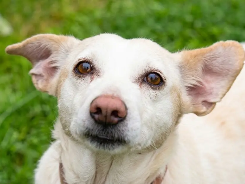 Peperella, la cagnolina morta al canile di Rubano. Ora la sorella cerca casa