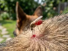 Filariosi, un pericolo per gli animali domestici