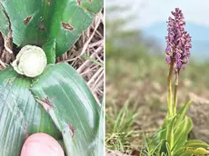 Il taglio della Barlia robertiana e a destra la pianta in fiore sul Sassonero a Baone