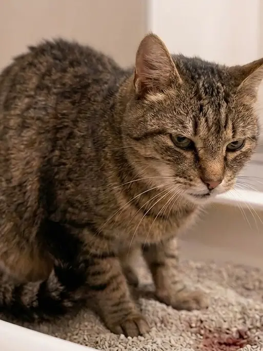 Un gatto sulla lettiera