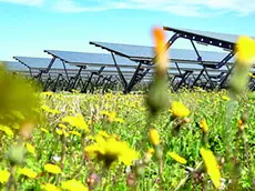 Pannelli agrivoltaici