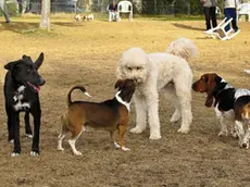 Cani liberi di giocare in un parco riservato ai quattrozampe