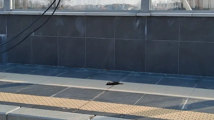 Un volatile morto dopo essersi schiantato sulla vetrata della stazione