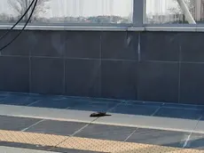 Un volatile morto dopo essersi schiantato sulla vetrata della stazione