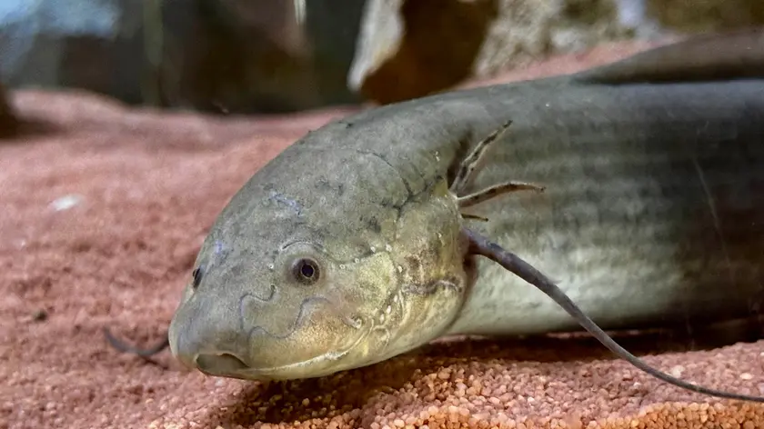 Uno dei due prototteri africani