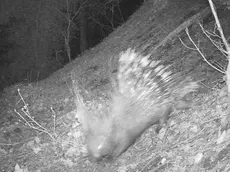 L'istrice immortalato a Teolo