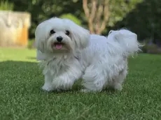 Il maltese Gin investito dal Suv