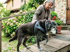 Lo spostamento dei mobili può rivelarsi pericoloso per un animale cieco