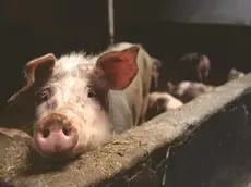 Macellazione abusiva di animali