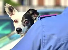 Un cane recuperato dai carabinieri