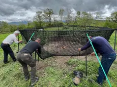 Una trappola per cinghiali