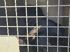 Il cagnolino ritrovato otto anni dopo essere stato rubato a Cittadella