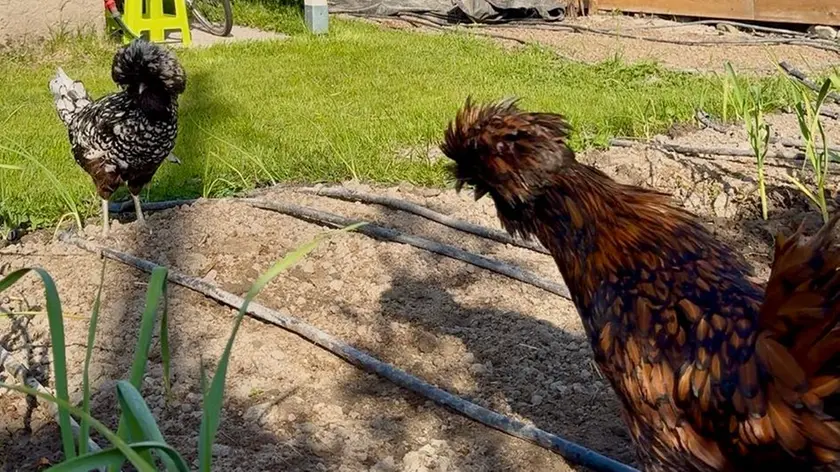La gallina donata dalla goliardia alla rettrice ora vive in campagna