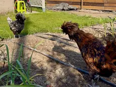 La gallina donata dalla goliardia alla rettrice ora vive in campagna