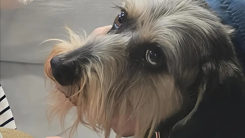 La cagnolina Pimpa ha potuto incontrare la sua padrona ricoverata in ospedale