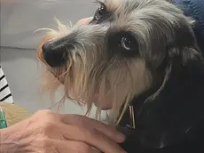 La cagnolina Pimpa ha potuto incontrare la sua padrona ricoverata in ospedale