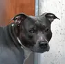 Un pitbull come quello che ha aggredito l’operatore