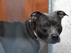 Un pitbull come quello che ha aggredito l’operatore
