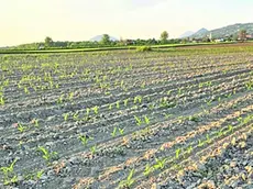 Una coltura di mais a Borgo Veneto, nella Bassa padovana