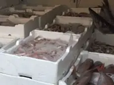 Pesce sequestrato (foto archivio)