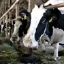 I prezzi del latte mettono in crisi gli allevatori padovani