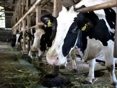 I prezzi del latte mettono in crisi gli allevatori padovani