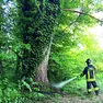 I vigili del fuoco impegnati nella messa in sicurezza di un albero