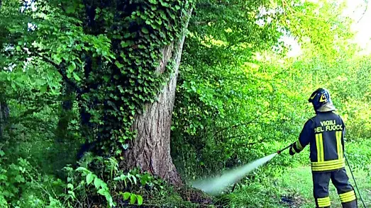 I vigili del fuoco impegnati nella messa in sicurezza di un albero
