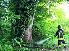 I vigili del fuoco impegnati nella messa in sicurezza di un albero